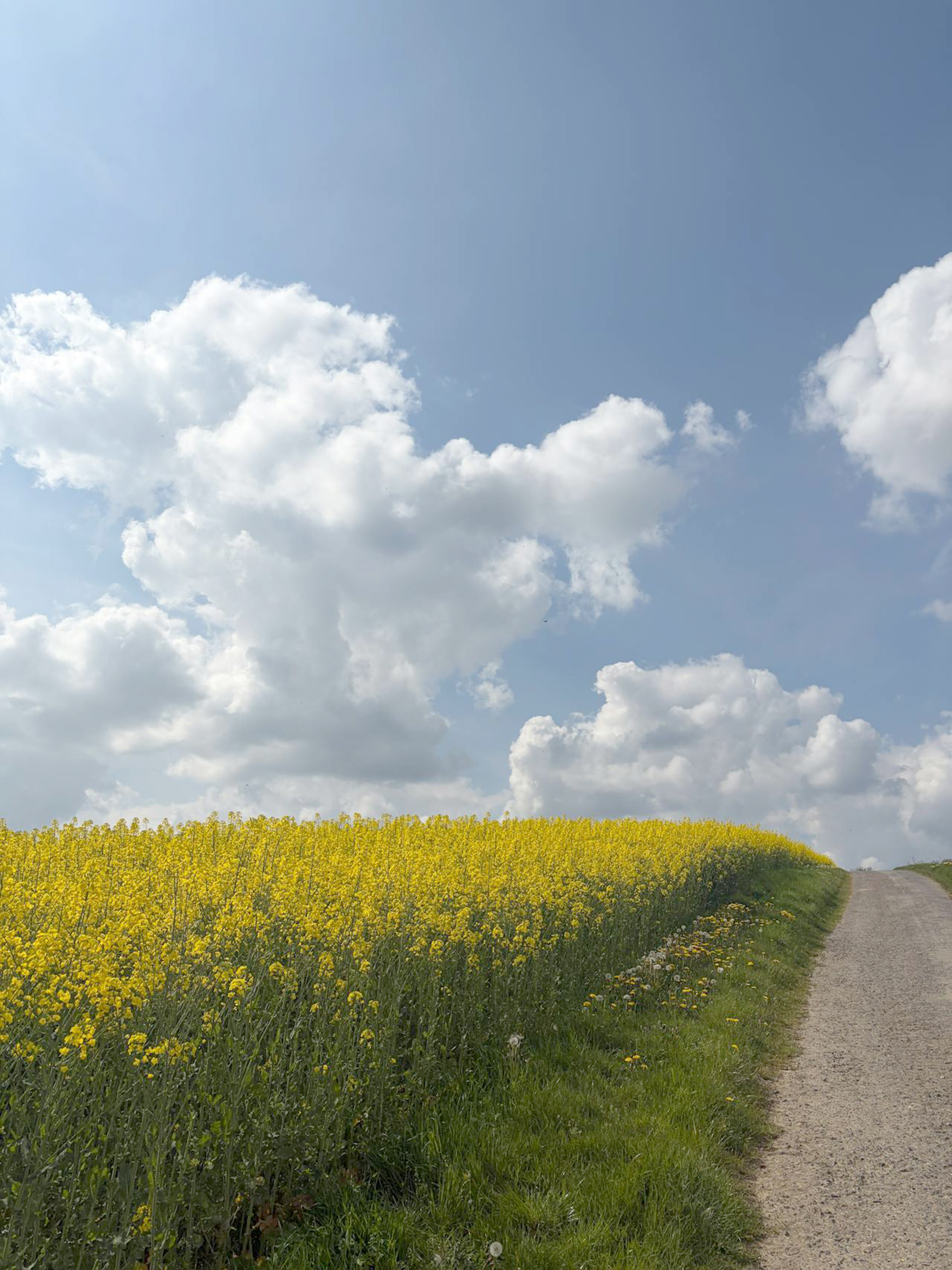 Si le conflit au Moyen-Orient venait à durer, le groupe Avril redoute une baisse de la production d’oléagineux. 