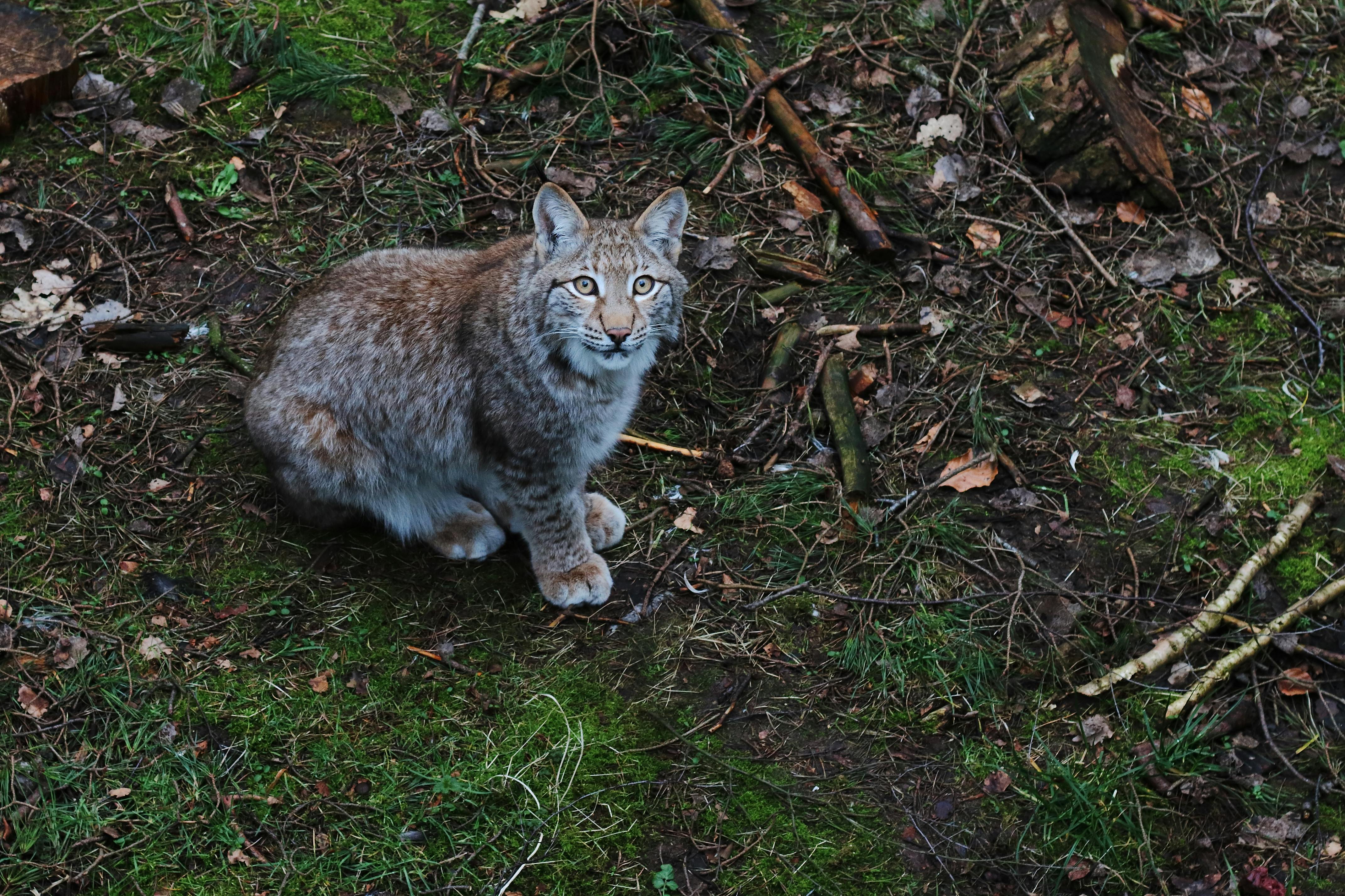 lâcher de lynx 