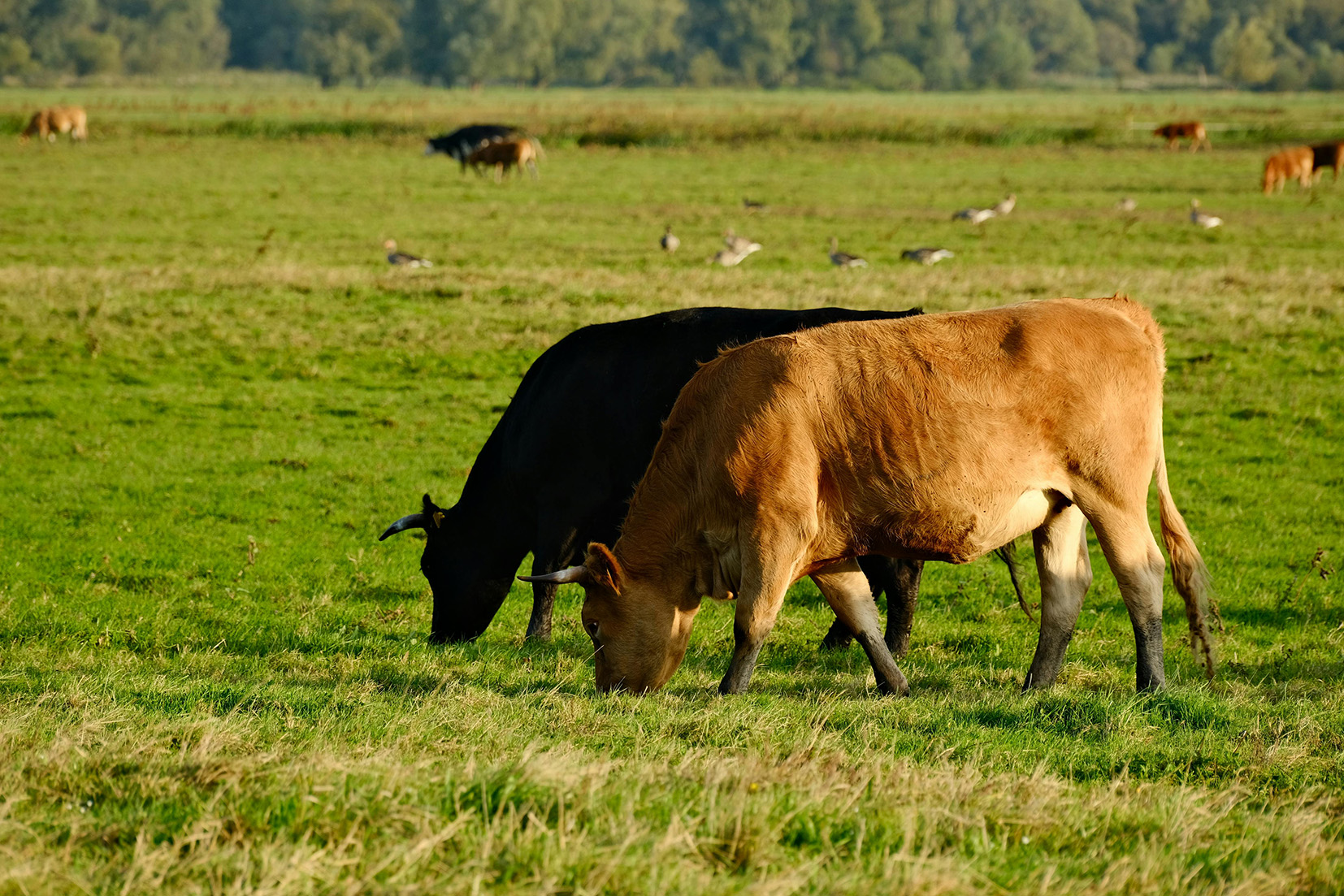 L’un des impacts directs du changement climatique devrait être un stress thermique plus important subi par les bovins  en période estivale. 