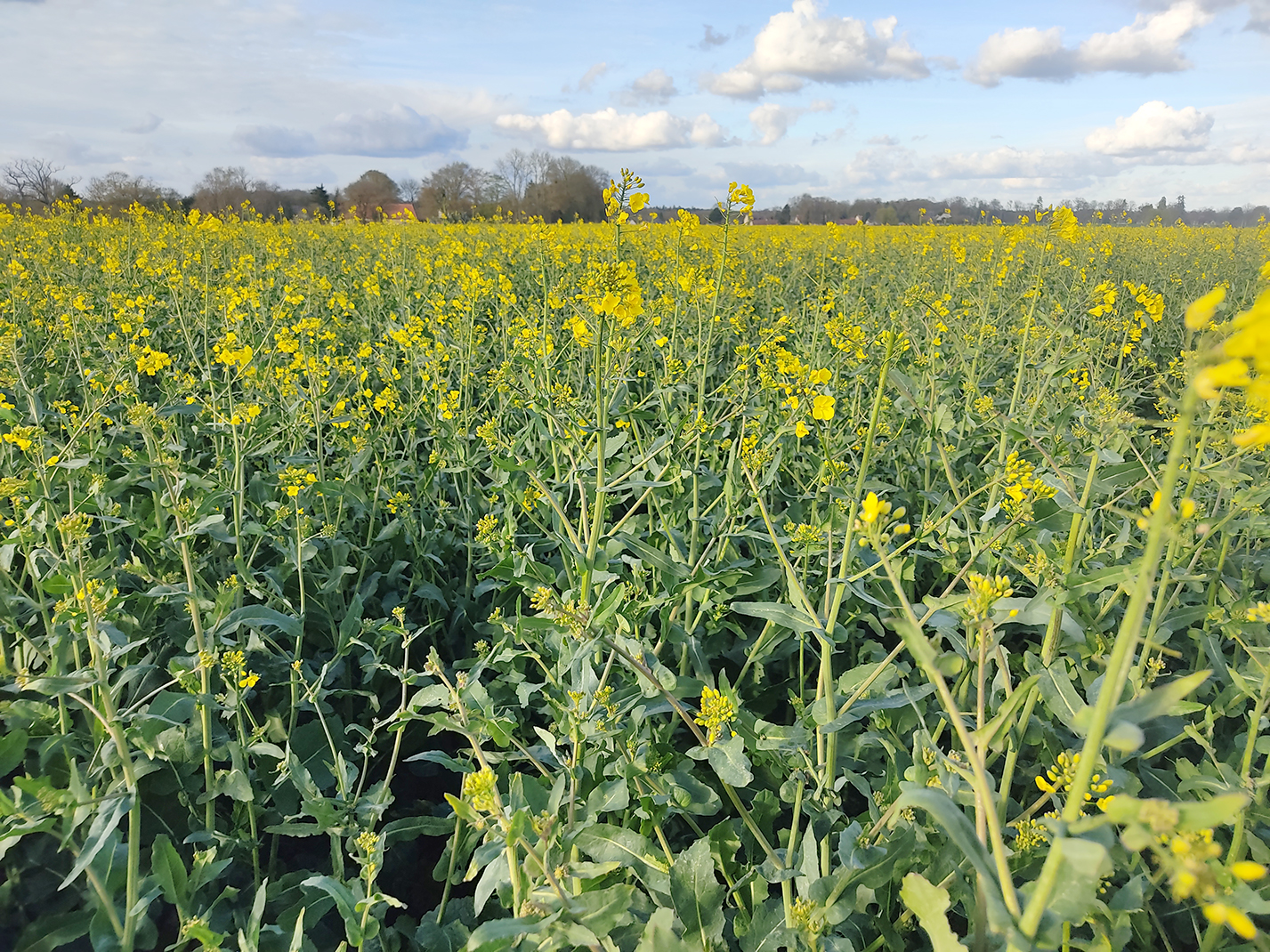 La culture dispose parfois de réserves suffisantes et de tiges bien développées, mais la floraison ne s’engage pas  ou reste incomplète. 