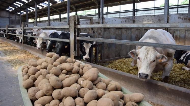 pommes de terre surproduction alimentation animale