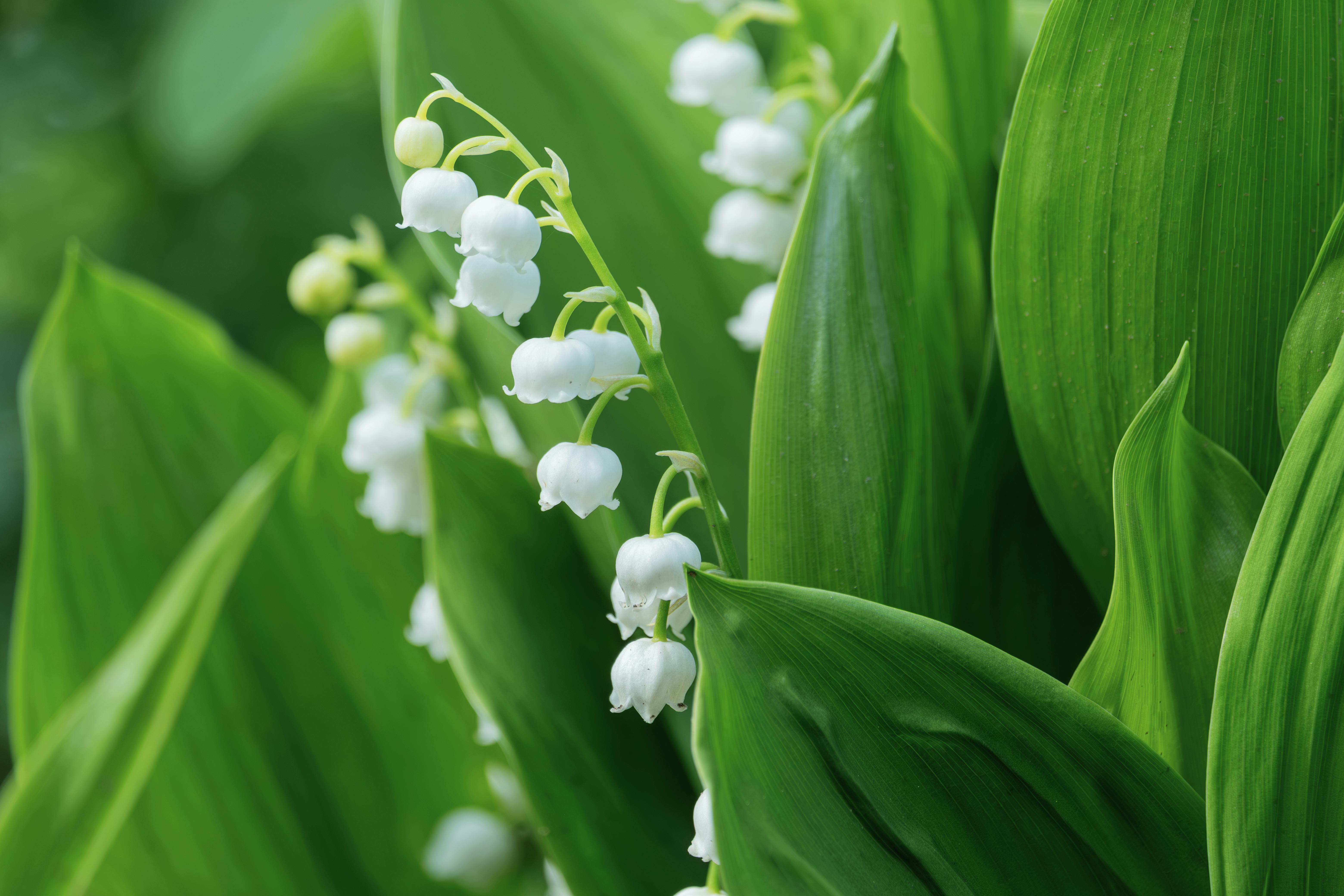 vente de muguet 1er mai particuliers