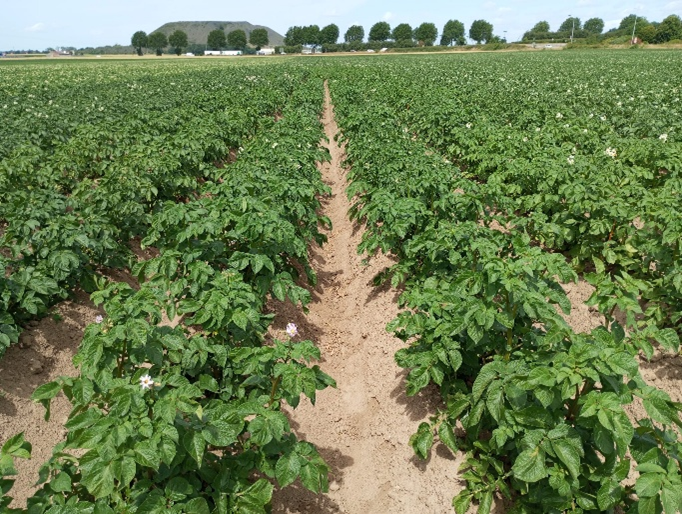 pommes de terre variétés stress hydrique sécheresse