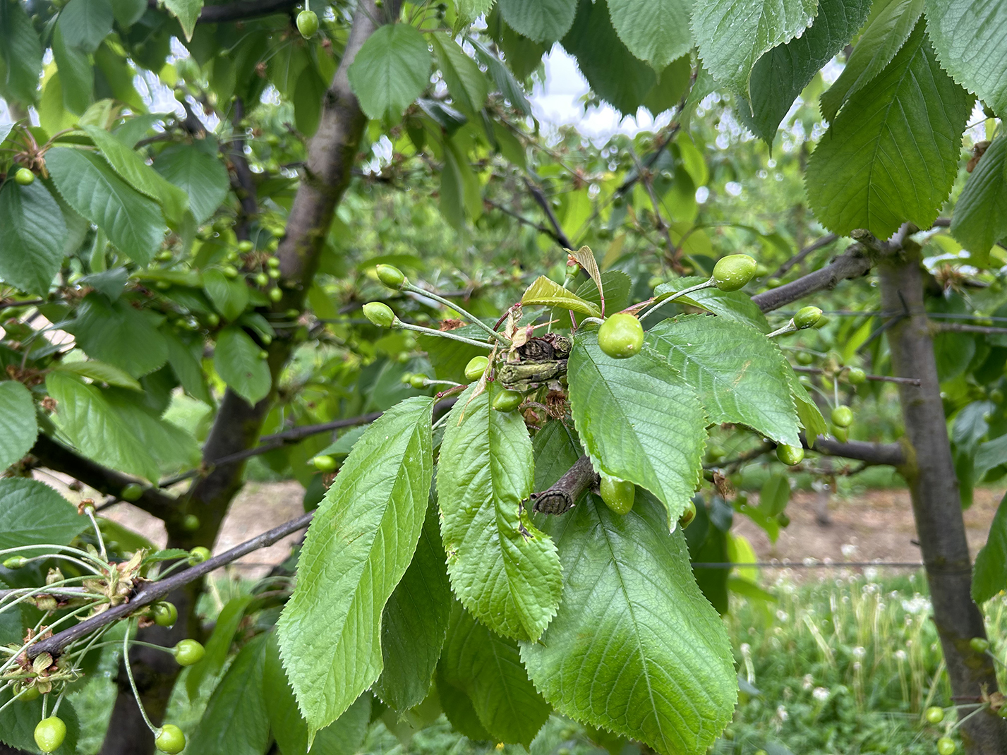 Encore un peu de patience, il faudra encore attendre mi-juin pour déguster les cerises et fin juillet pour les abricots. 