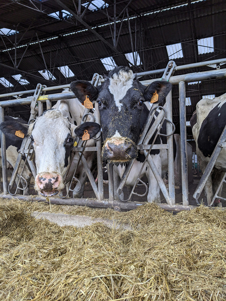 Il s’agit de calculer la différence entre le produit lait et le coût de la ration des vaches. 