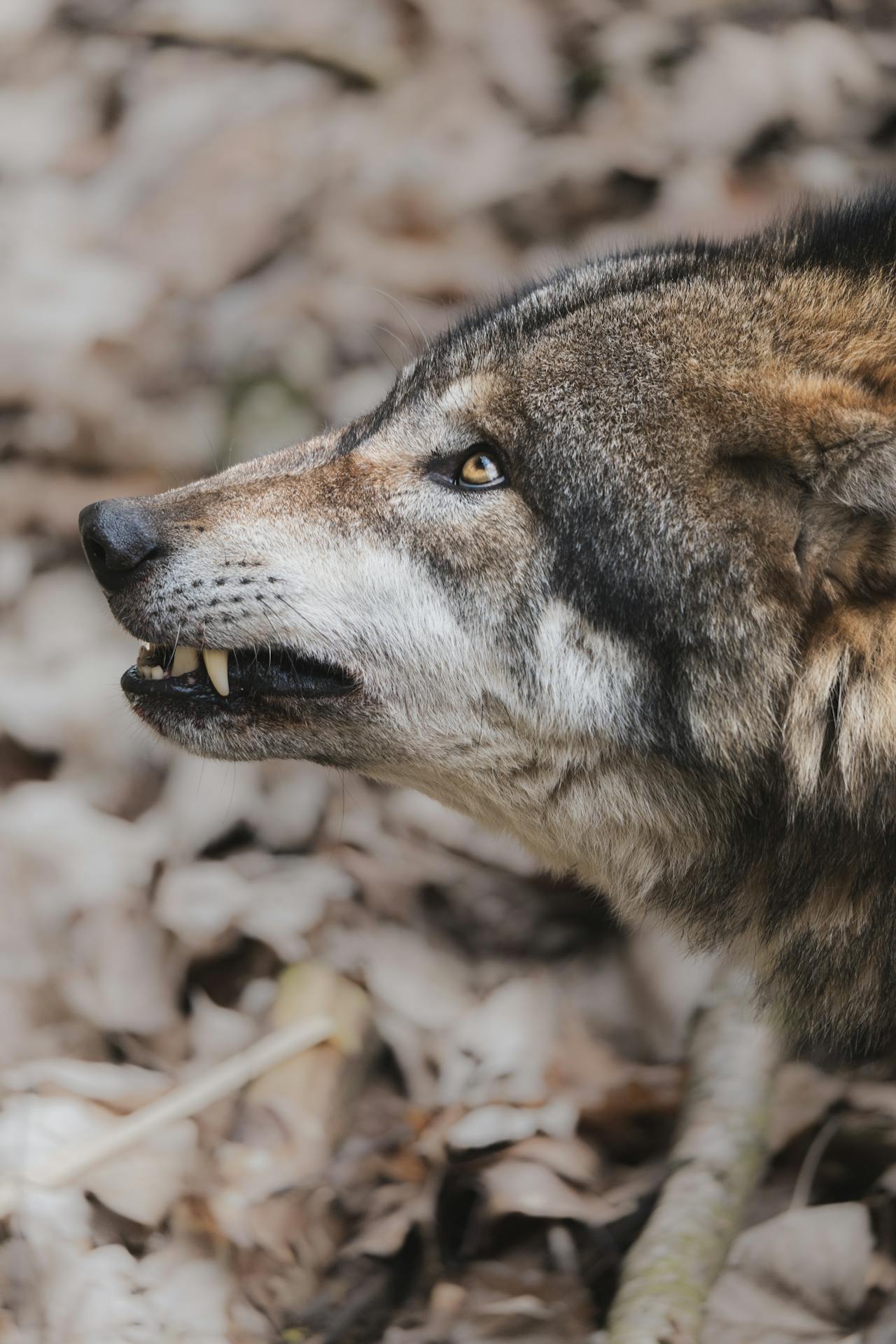 ciné débat sur le loup dans les Hauts-de-France
