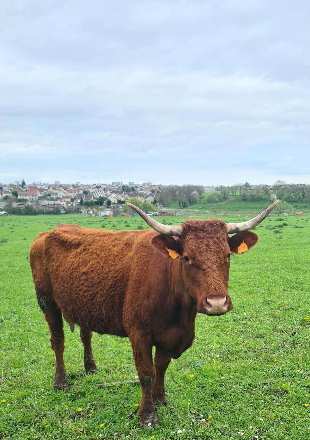 vache salers race de branleurs
