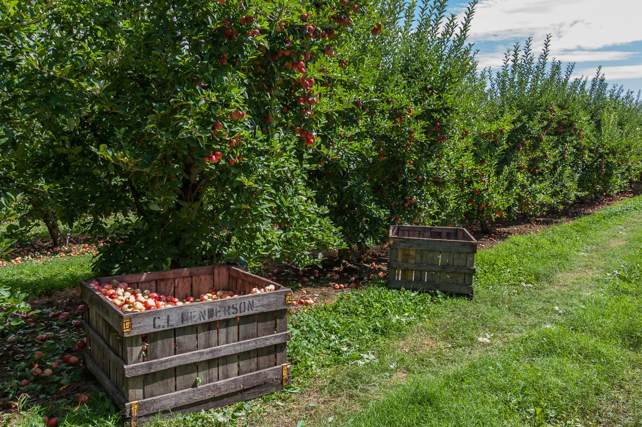 rénovation vergers pommes poires appel à projets FranceAgrimer