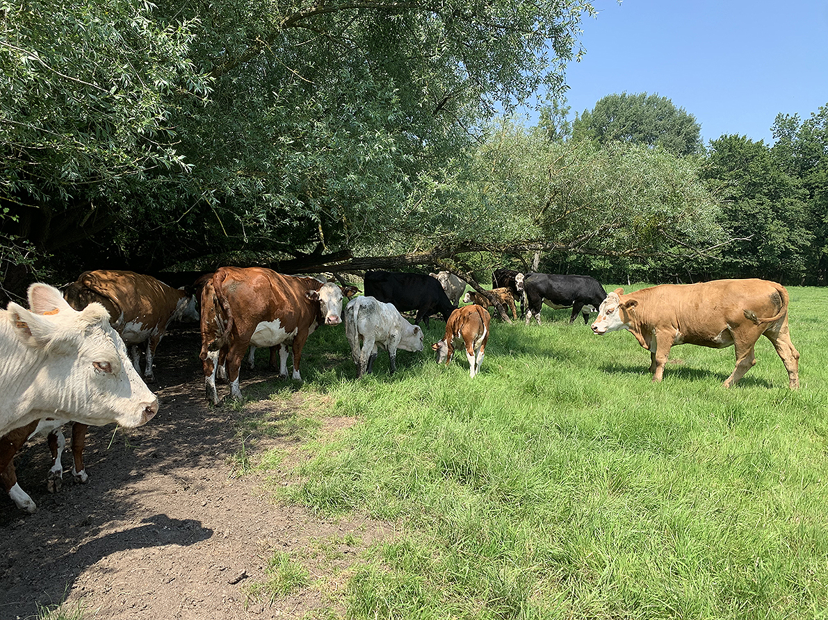 À Fontaine-sur-Somme, Maïté Sannier mise sur des prairies diversifiées pour bien nourrir ses vaches. 