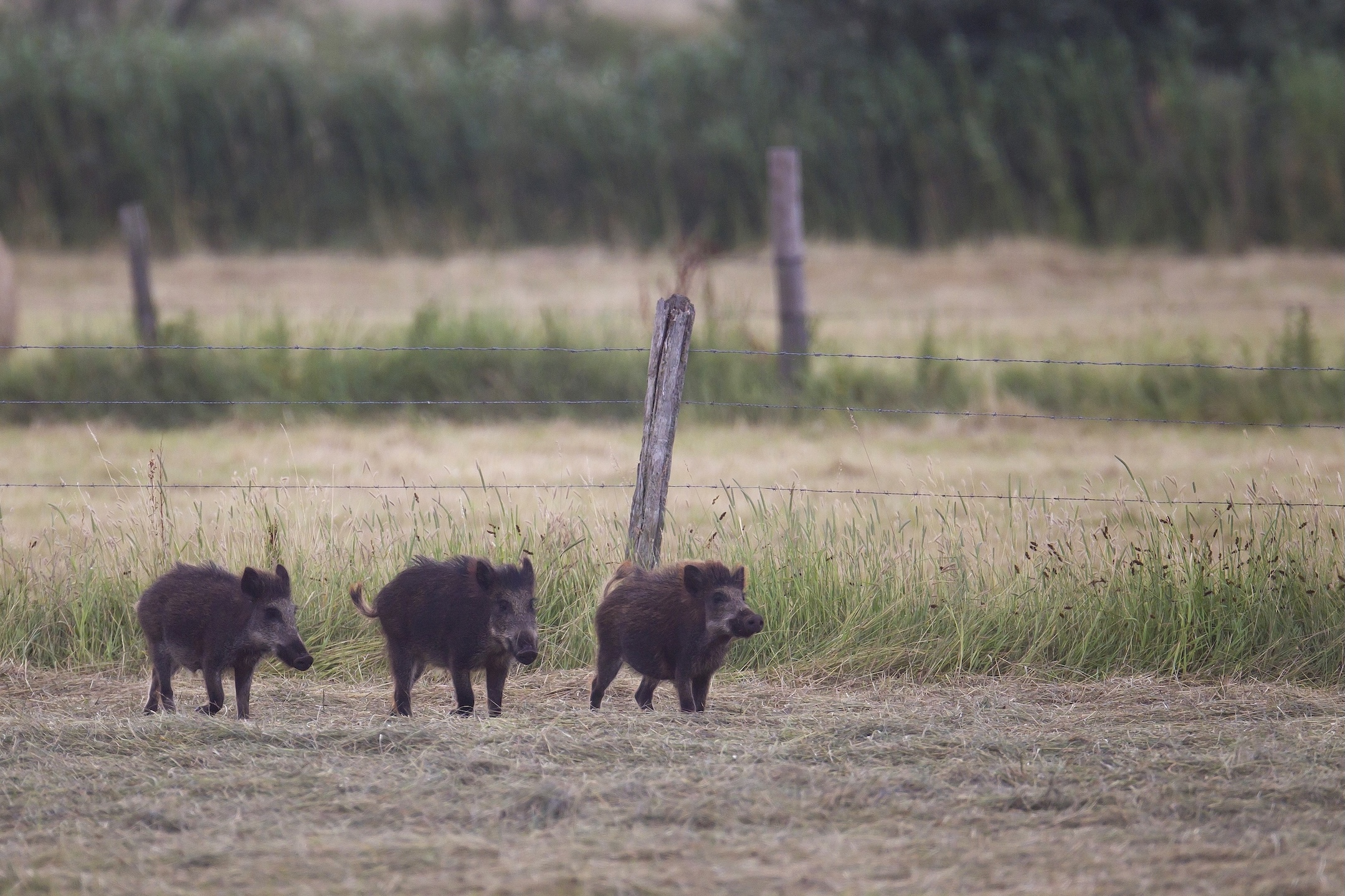 chasse d'été chasse estivale approche affût chevreuil sanglier