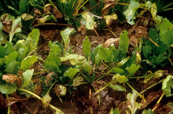 cercosporiose betteraves 