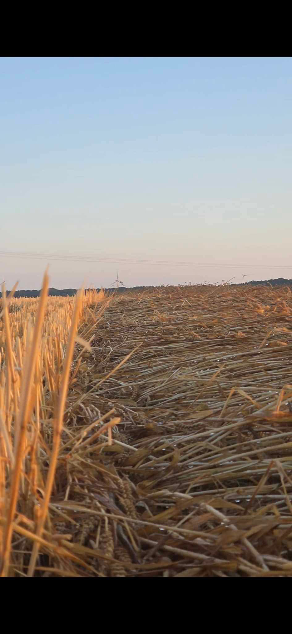 Dans la plaine autour de Rollot, presque tous les blés et les colzas sont couchés.