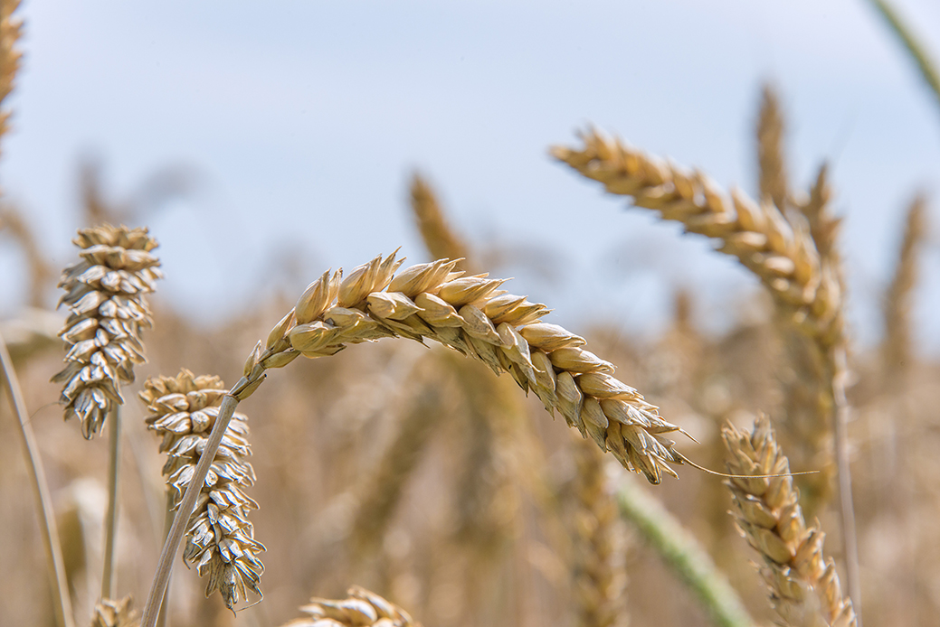 Les variétés tardives ont pris le gros coup de chaud en plein cycle de remplissage des grains. 