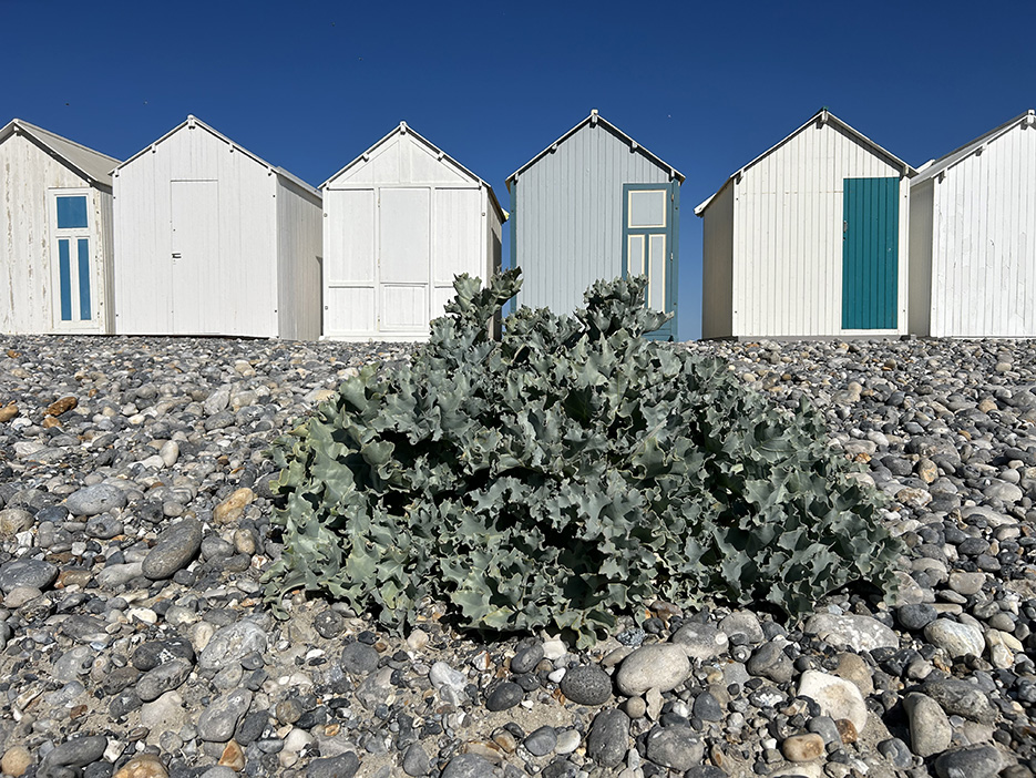 La commune de Cayeux-sur-Mer recense près de 75 000 pieds de choux marins, selon le syndicat mixte de la Baie de Somme.