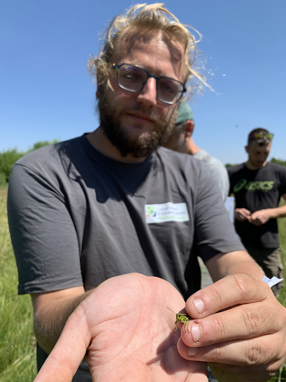 Ce criquet ensanglanté est un indicateur des prairies humides en bonne santé. 