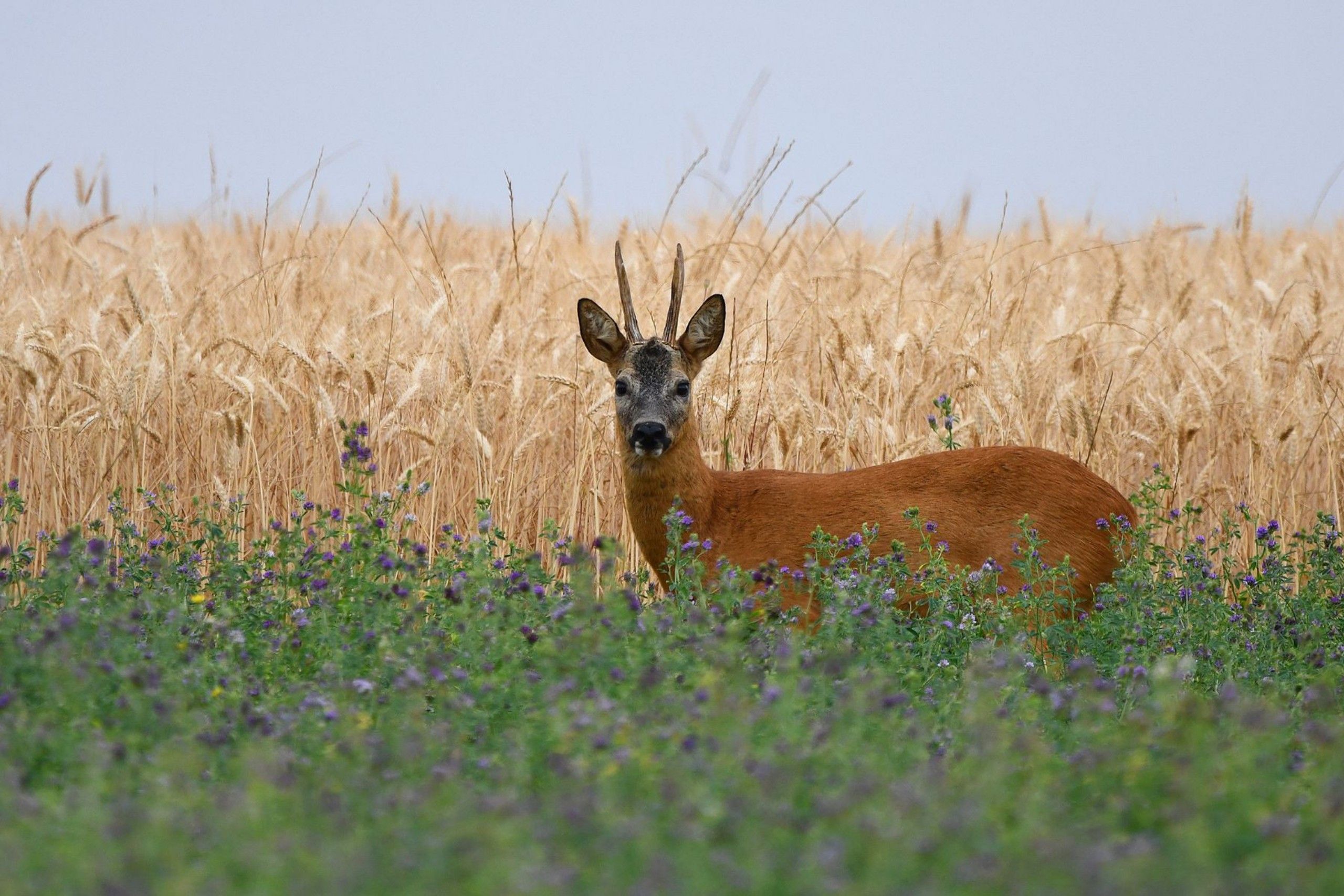 chevreuil tir d'été prince