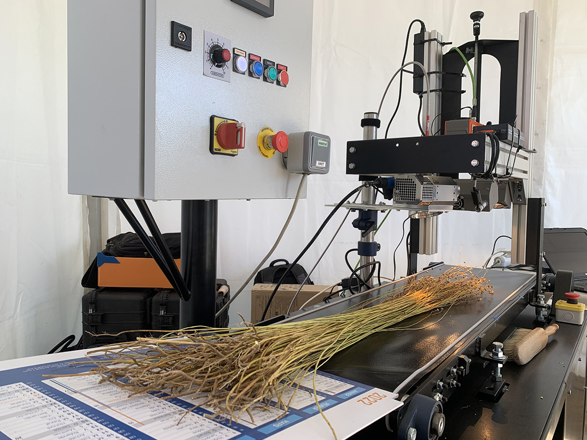 L’imagerie optique permet désormais de caractériser la richesse en fibres du lin. 