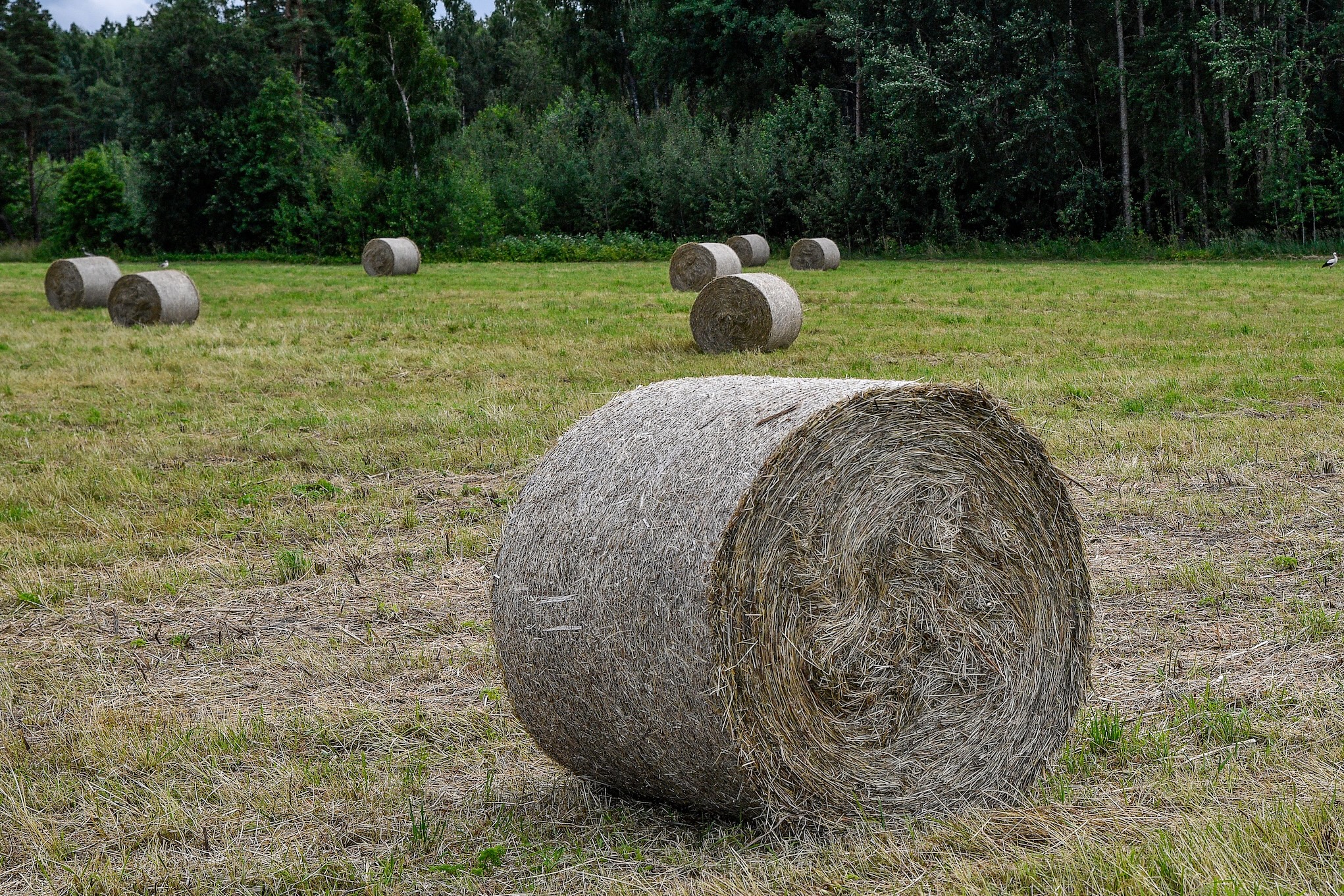 fourrages et sécheresse