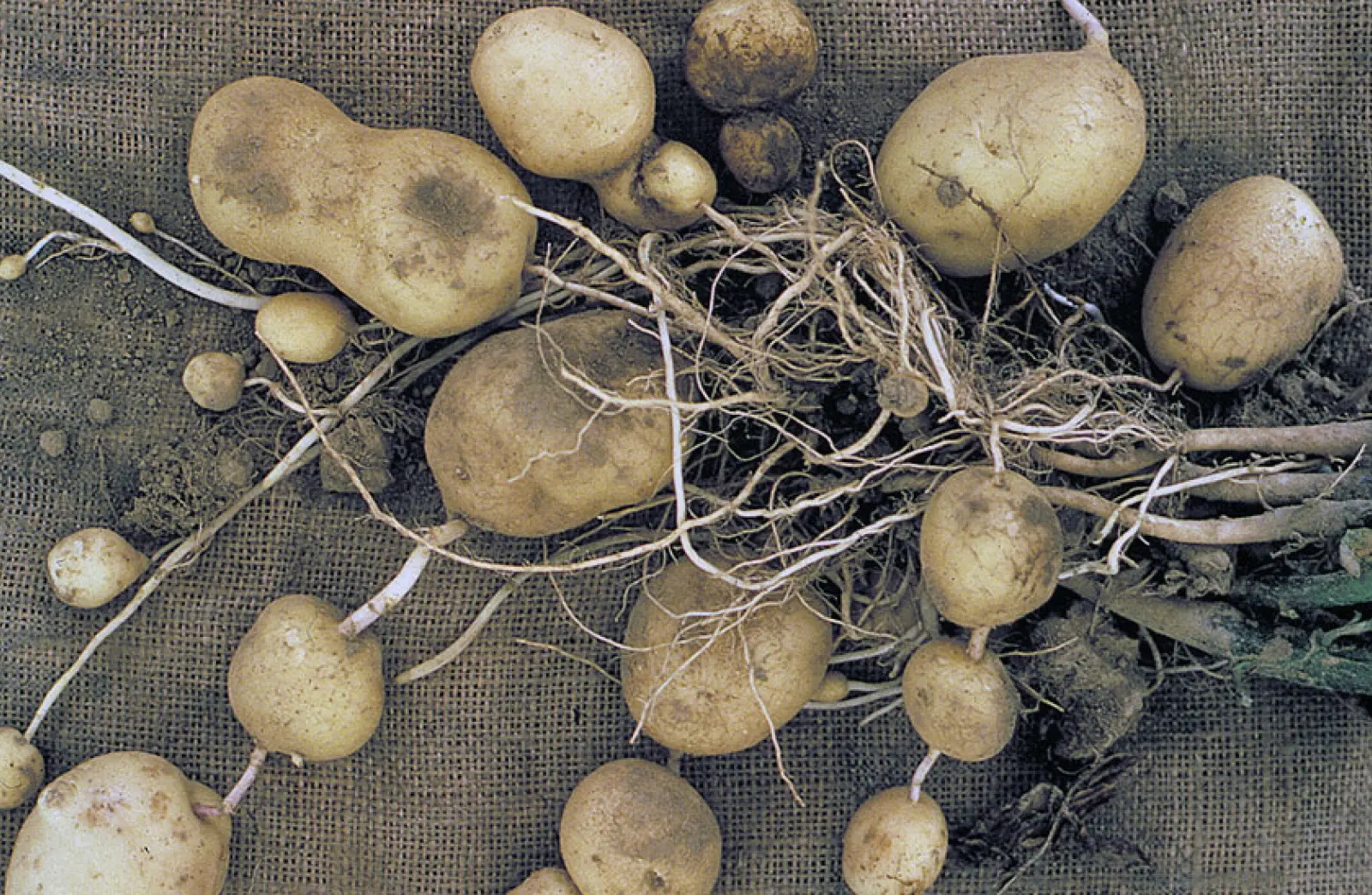 rendements pommes de terre contractualisation