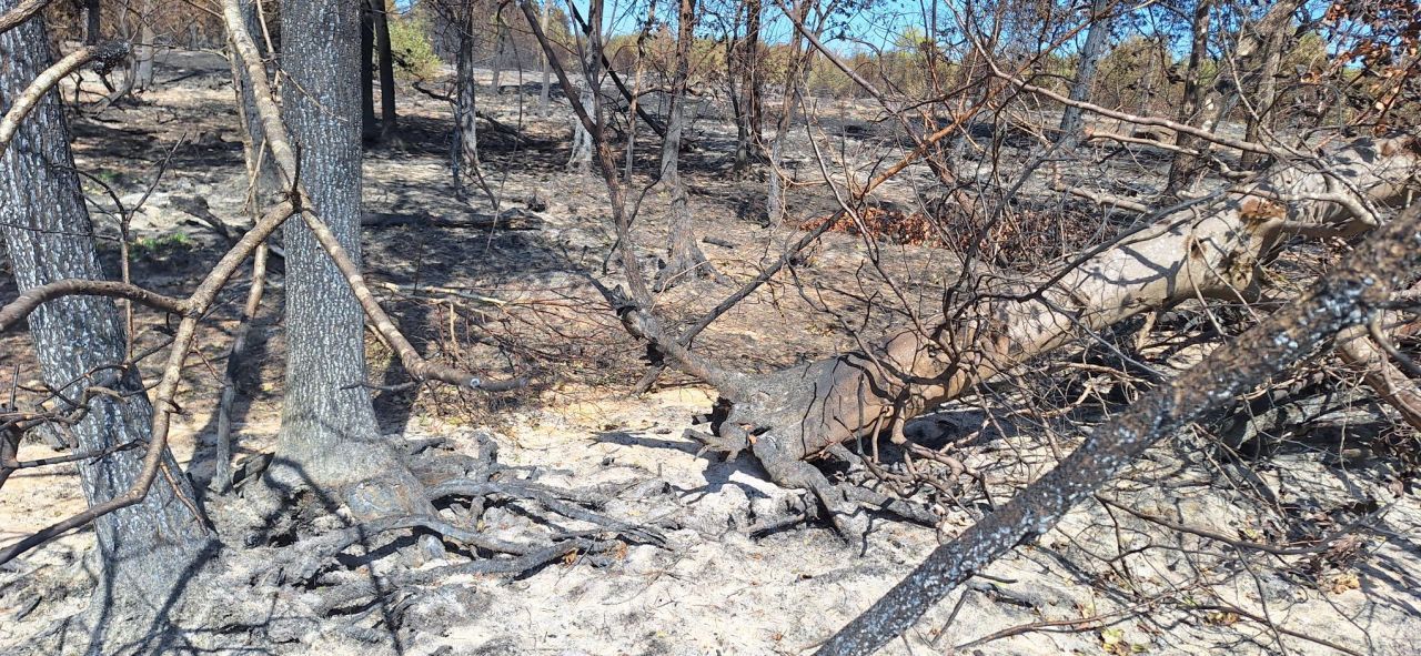 travaux forestiers incendie