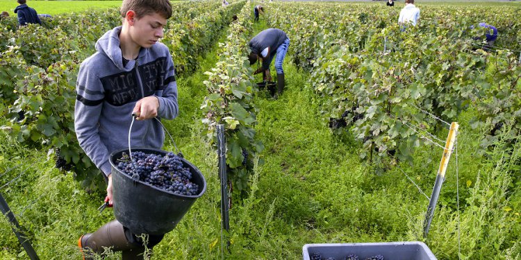vendanges emploi récolte saisonniers