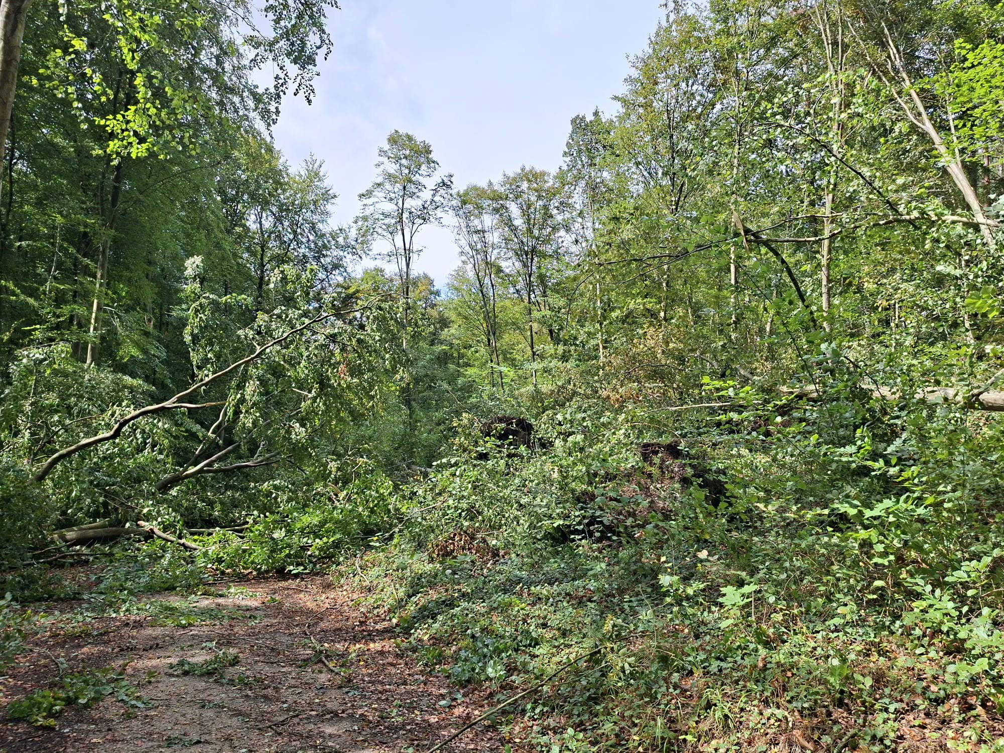 ONF forêt d'Halatte tornade