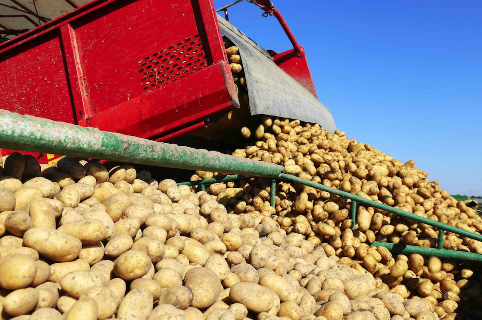récolte 2026 pommes de terre UNPT