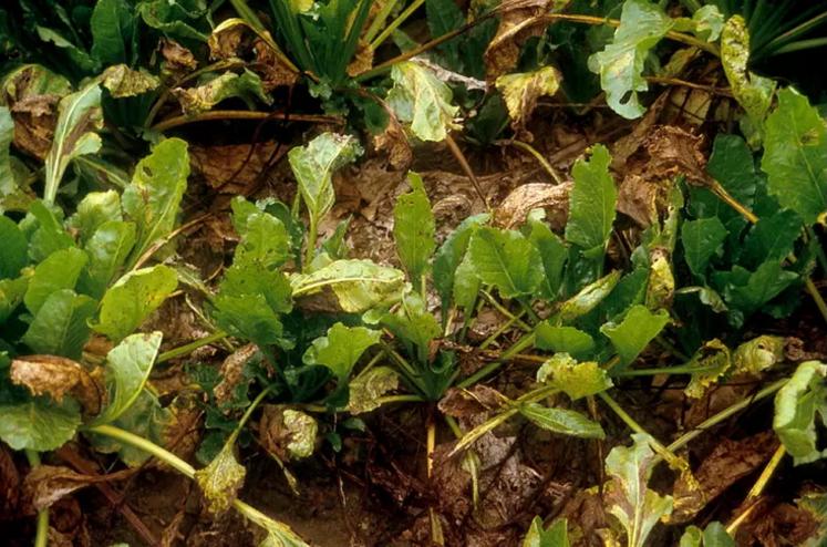betteraves cercosporiose