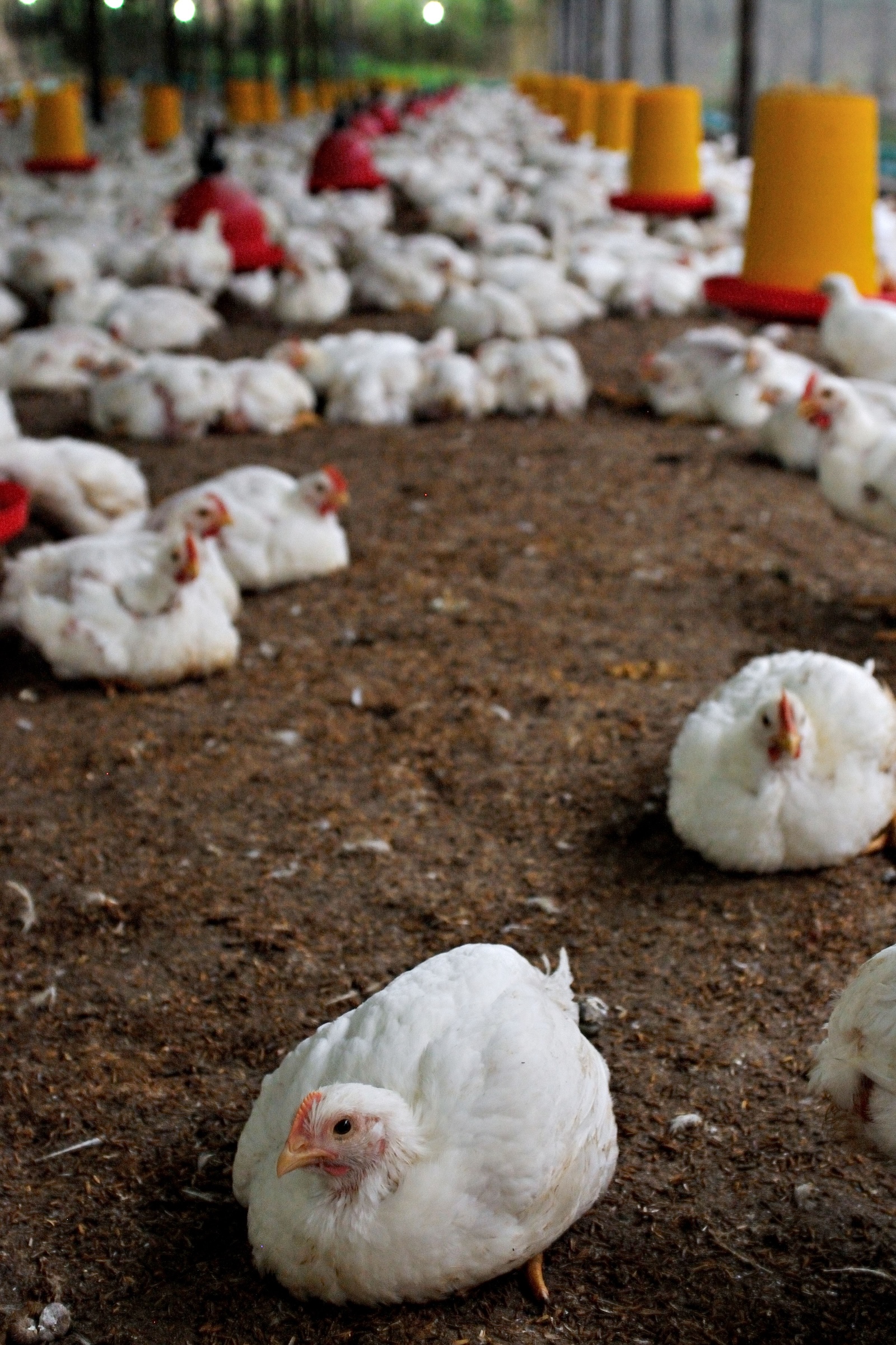consommation poulet importations souveraineté alimentaire