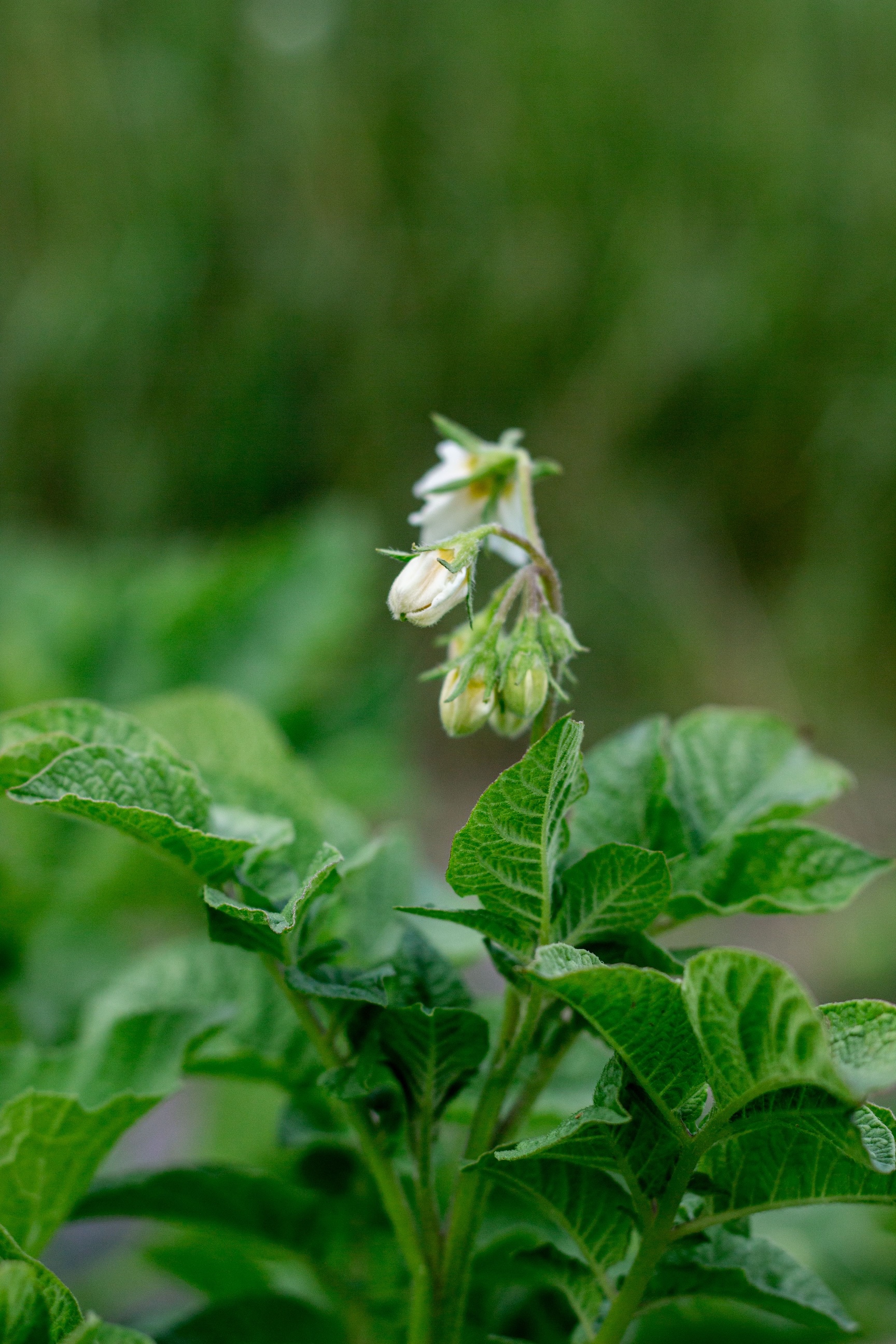 cannabis plants de pommes de terre Belgique faits divers justice