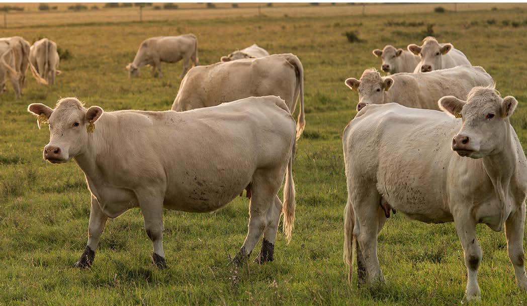 L’amortissement des vaches allaitantes constitue un bon levier fiscal pour certains éleveurs.