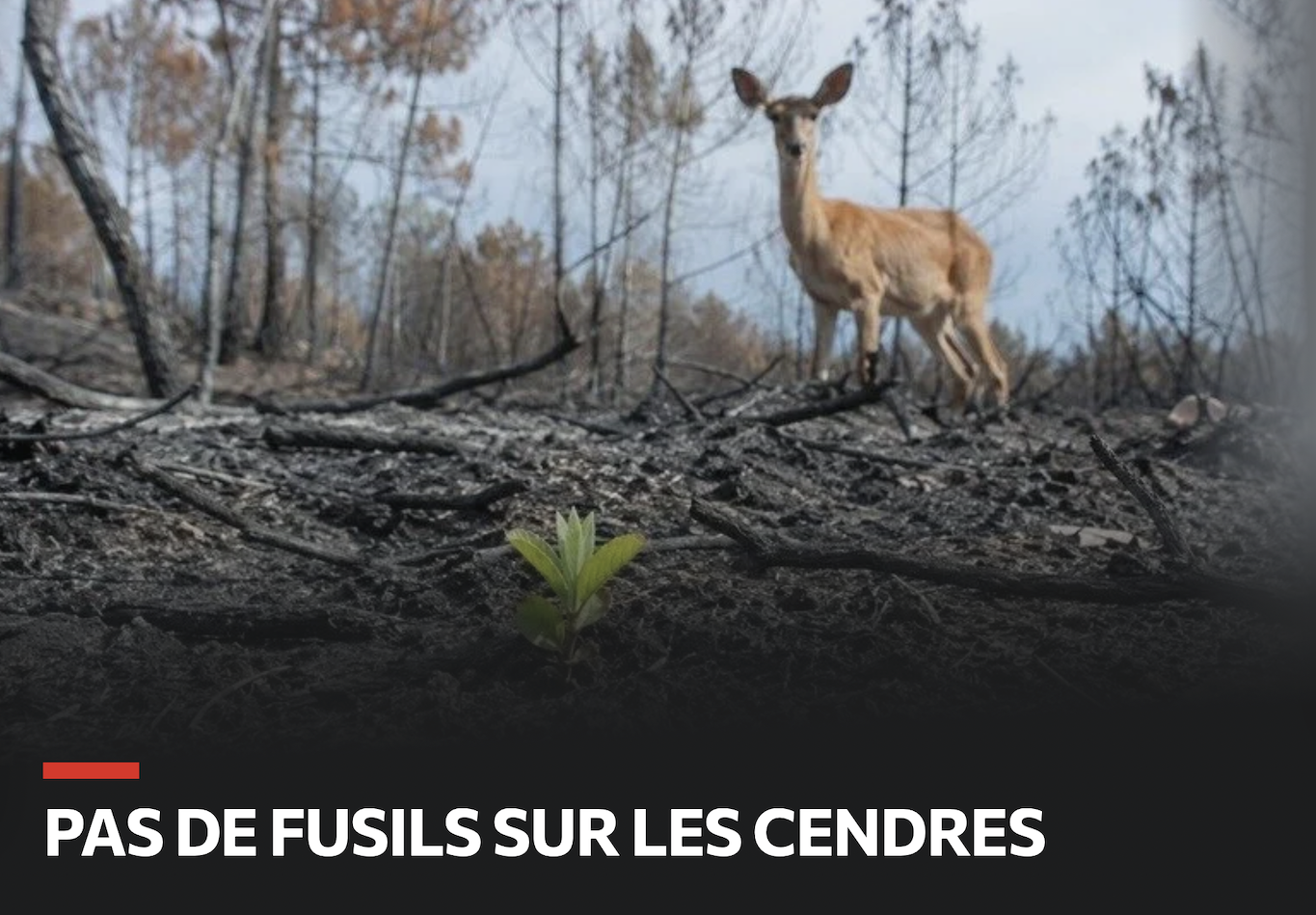 chasse pétition sécheresse canicule incendie