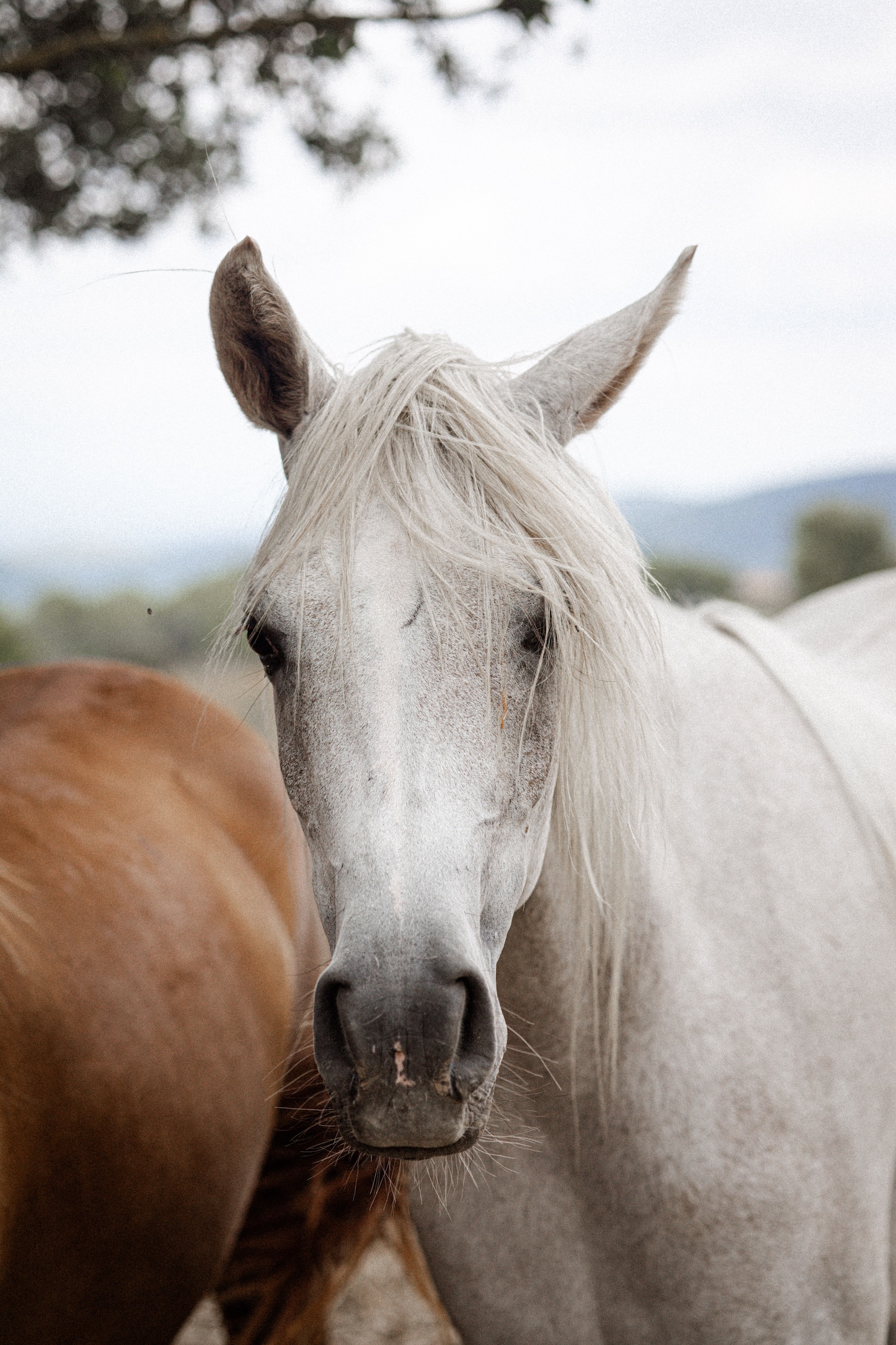 crin de cheval vol 