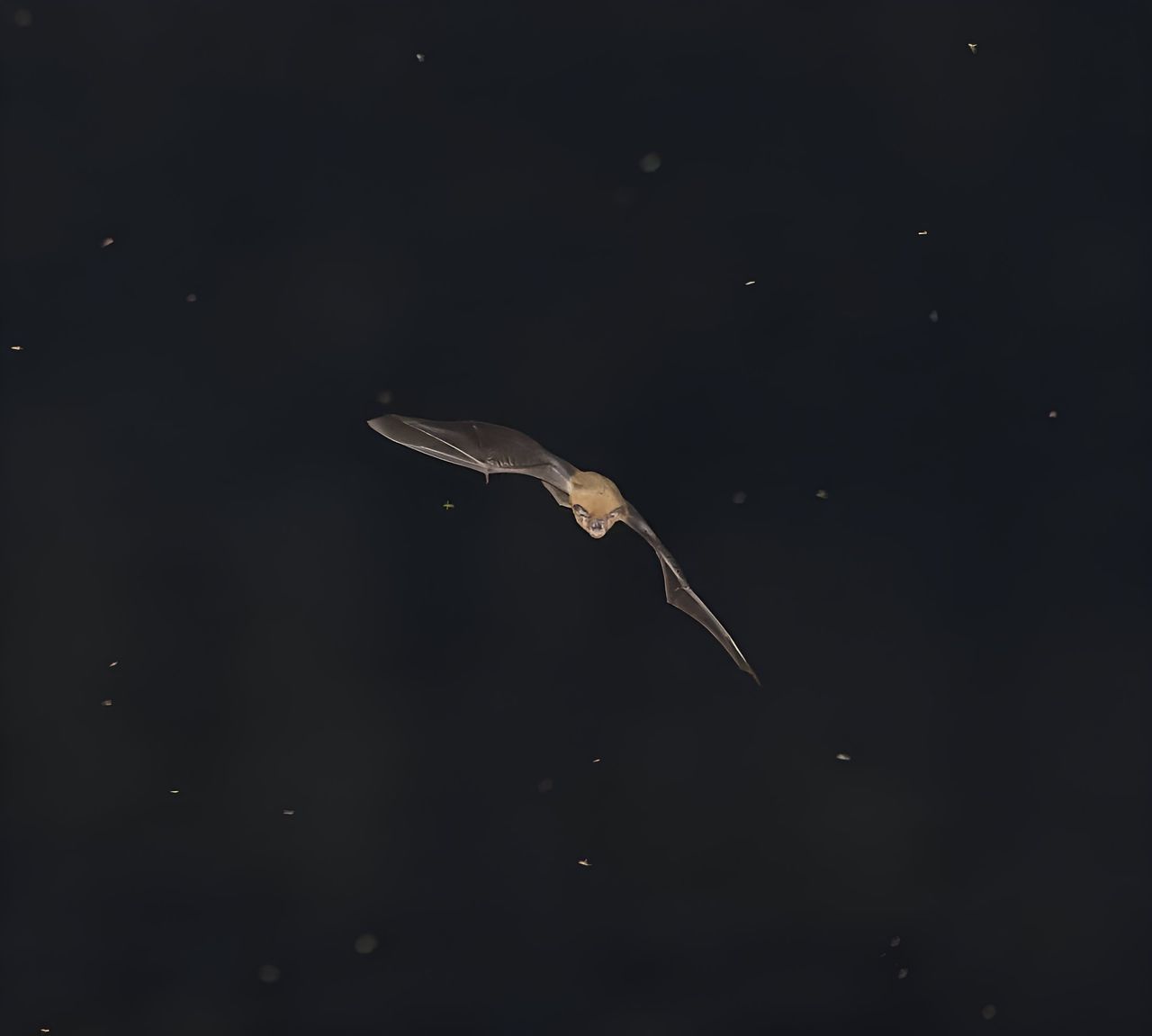 chauve-souris Saint-Riquier