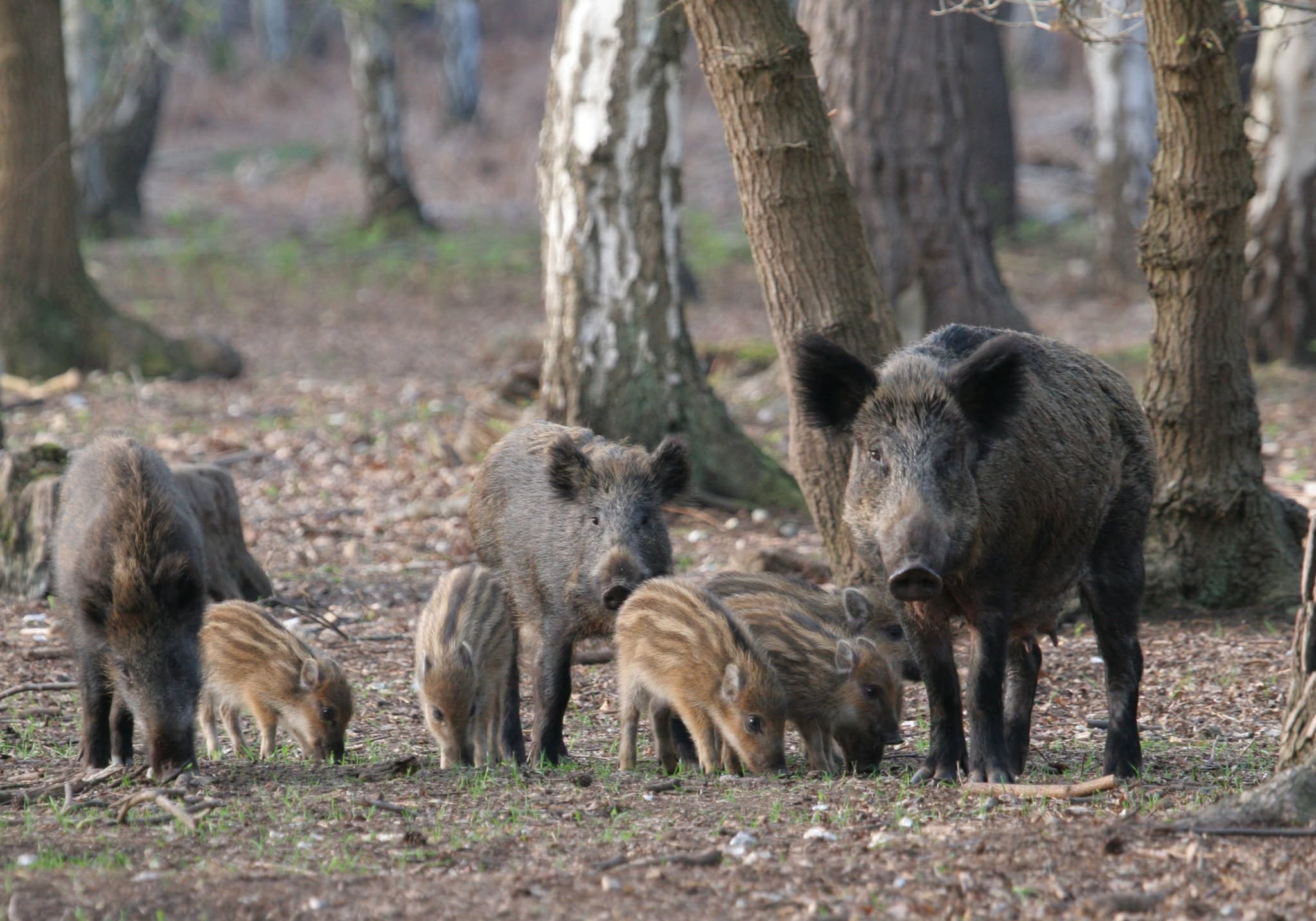 agrainage sangliers Aisne chasse