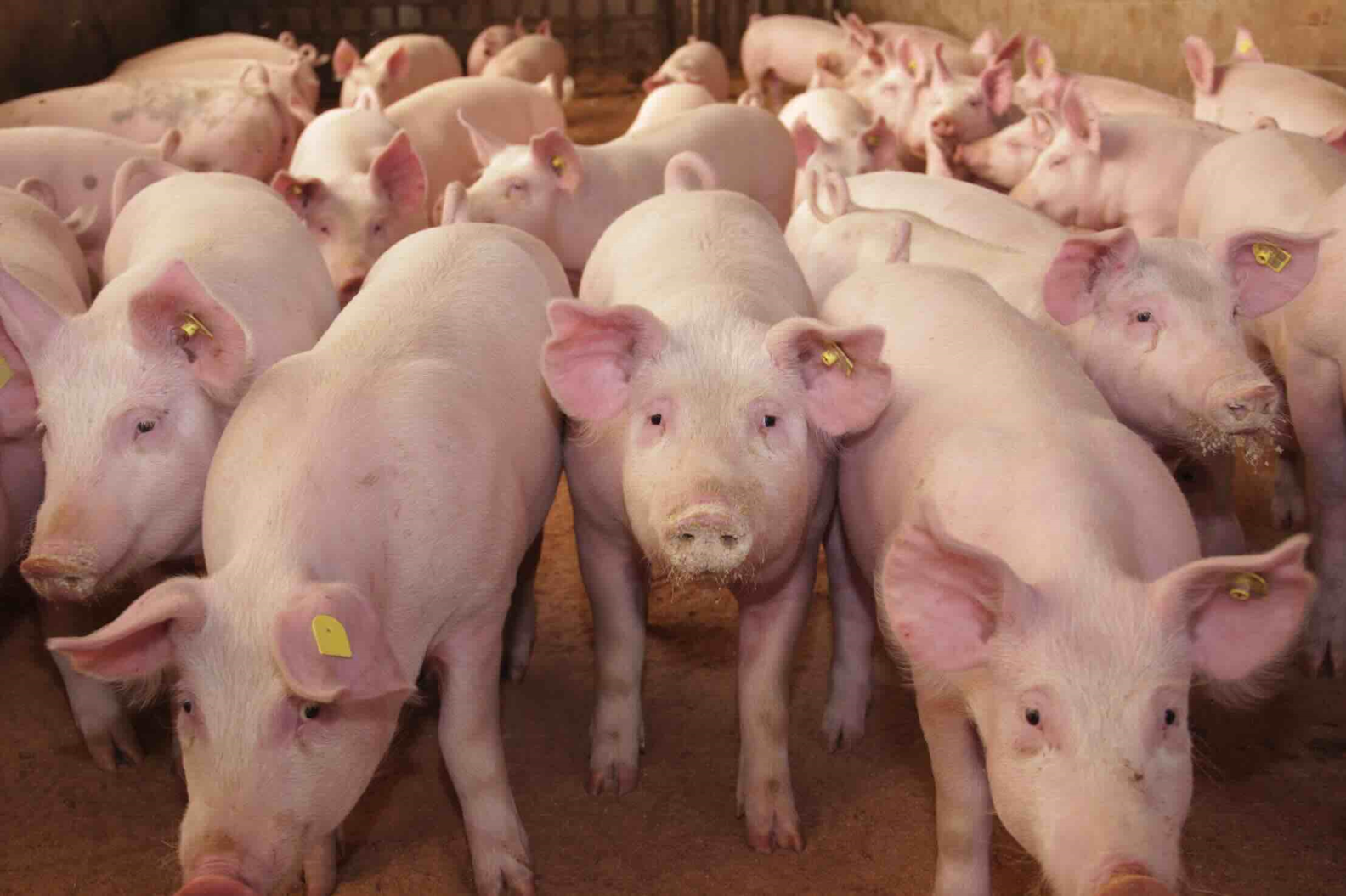 cochons canicule élevage porcin