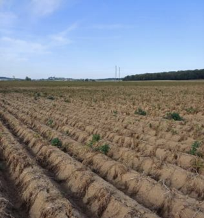 pommes de terre 