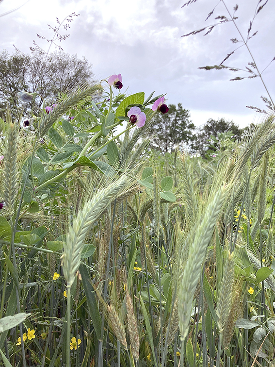 Au printemps prochain, le méteil implanté cet automne pourra être récolté  en ensilage au mois de mai et ainsi reconstituer une partie des stocks qui fait aujourd’hui défaut.