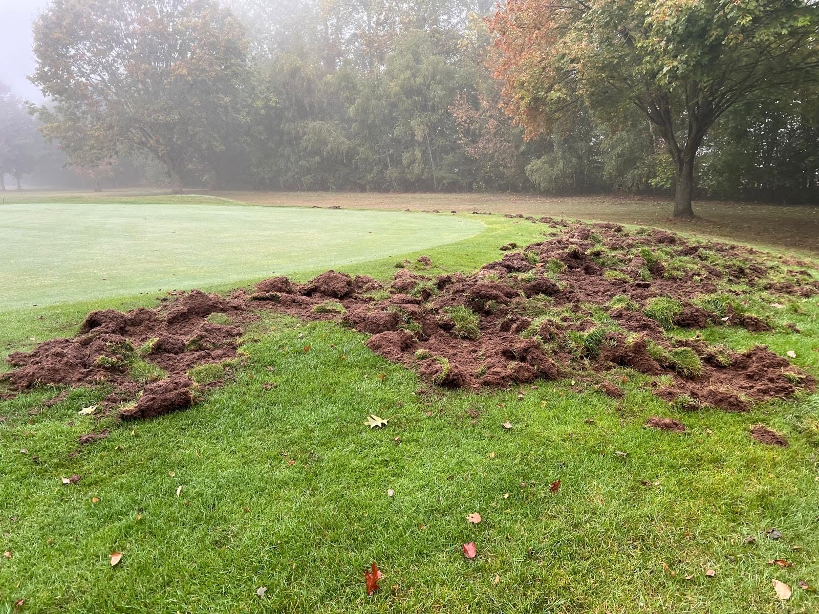 dégâts sangliers golf Saint-Quentin