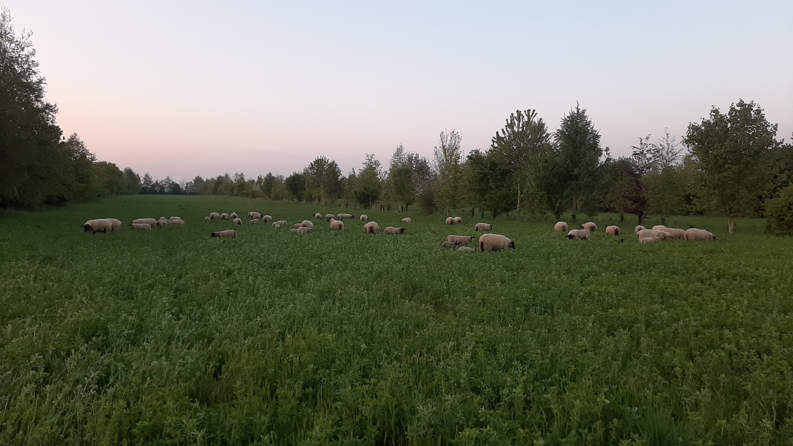 élevage ovin agriculture bio Bio en Hauts-de-France
