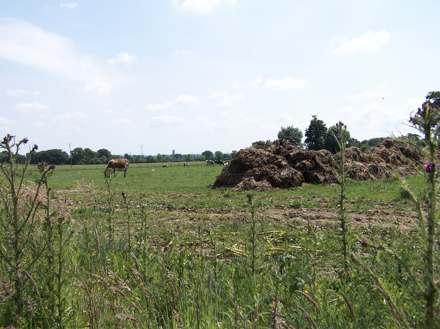 Une prairie déficitaire en potassium présente des repousses plus lentes et une moindre résistance aux épisodes climatiques. 