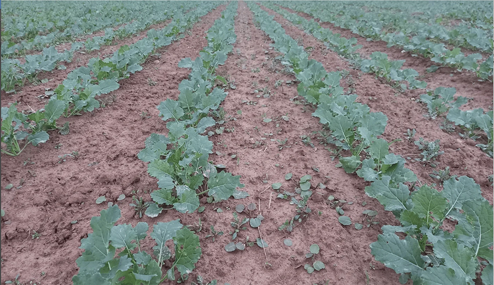 Là où les semis de colza ont été plus tardifs – courant septembre contre des semis entre le 20 et le 22 août –, certaines parcelles pourraient être retournées.