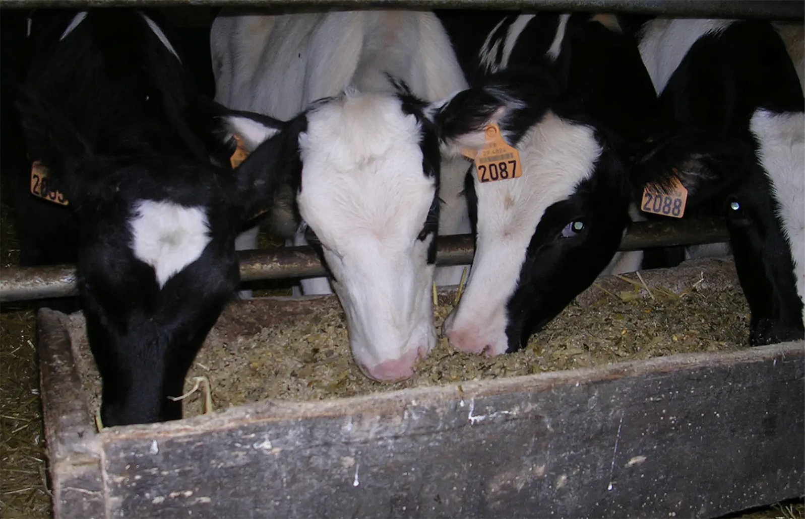 La base d’une ration sèche doit être constituée de céréales aplaties distribuées à volonté (blé, triticale, orge ou mélange 40 % d’orge et 60 % de blé), associées à une source azotée et à un apport suffisant de fibres.