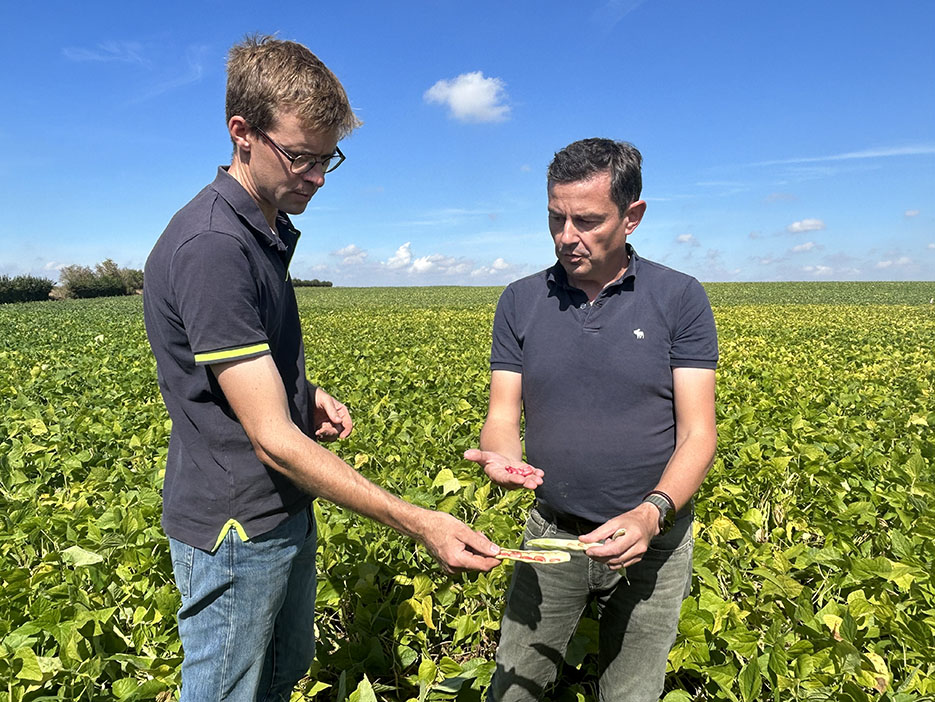 «Beaucoup de grains d’haricots rouges ont été avortés en raison des fortes  chaleurs», indique Timothée Guéroult, agriculteur à Croix-Moligneaux. 