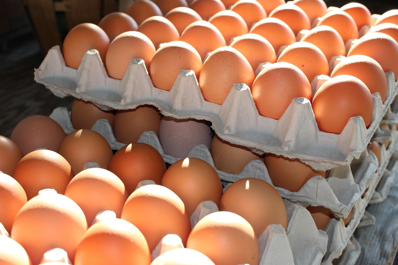 oeufs journée mondiale oeuf