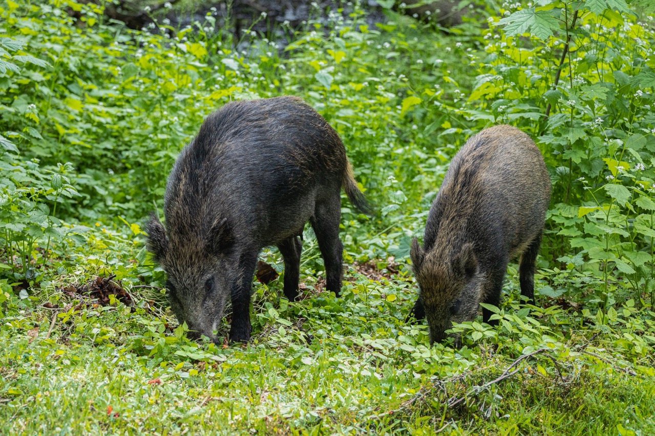 La population de sangliers ne cesse de croître. 