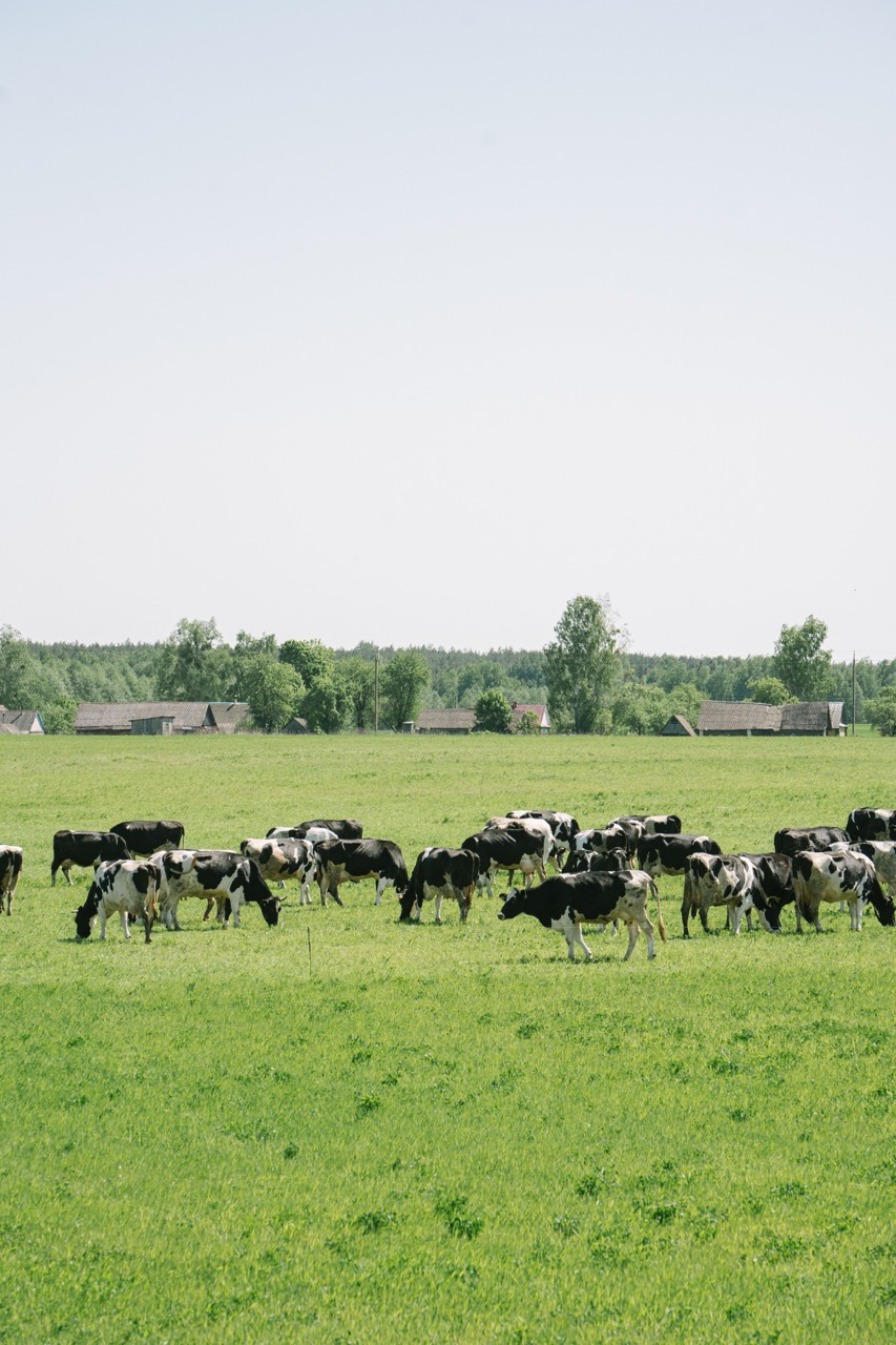 l'élevage des Hauts-de-France doit être soutenu par la Pac