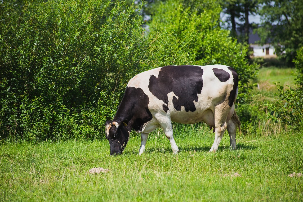 Une vache broute de l'herbe en prairie. 