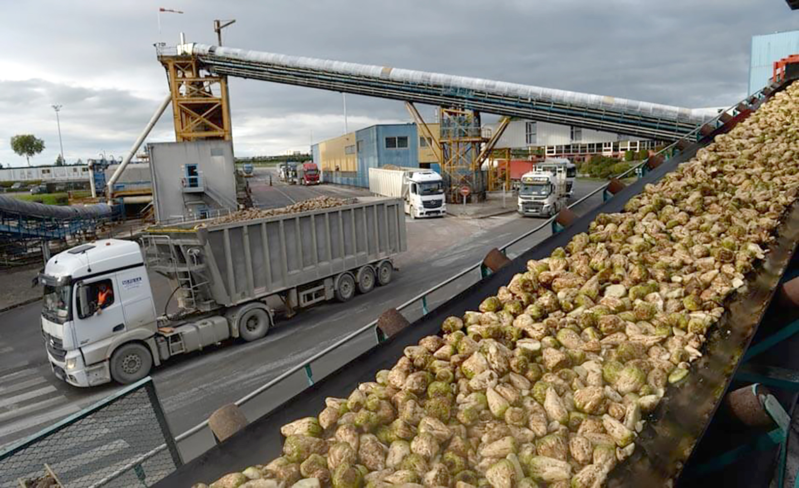 La betterave industrielle sombre à 25,3 Mt (-30 % sur un an), avec un rendement de 67,8 t/ha, s'affichant elle aussi,  comme le tournesol, «au plus bas depuis au moins 1980» soulignent les statisticiens. 