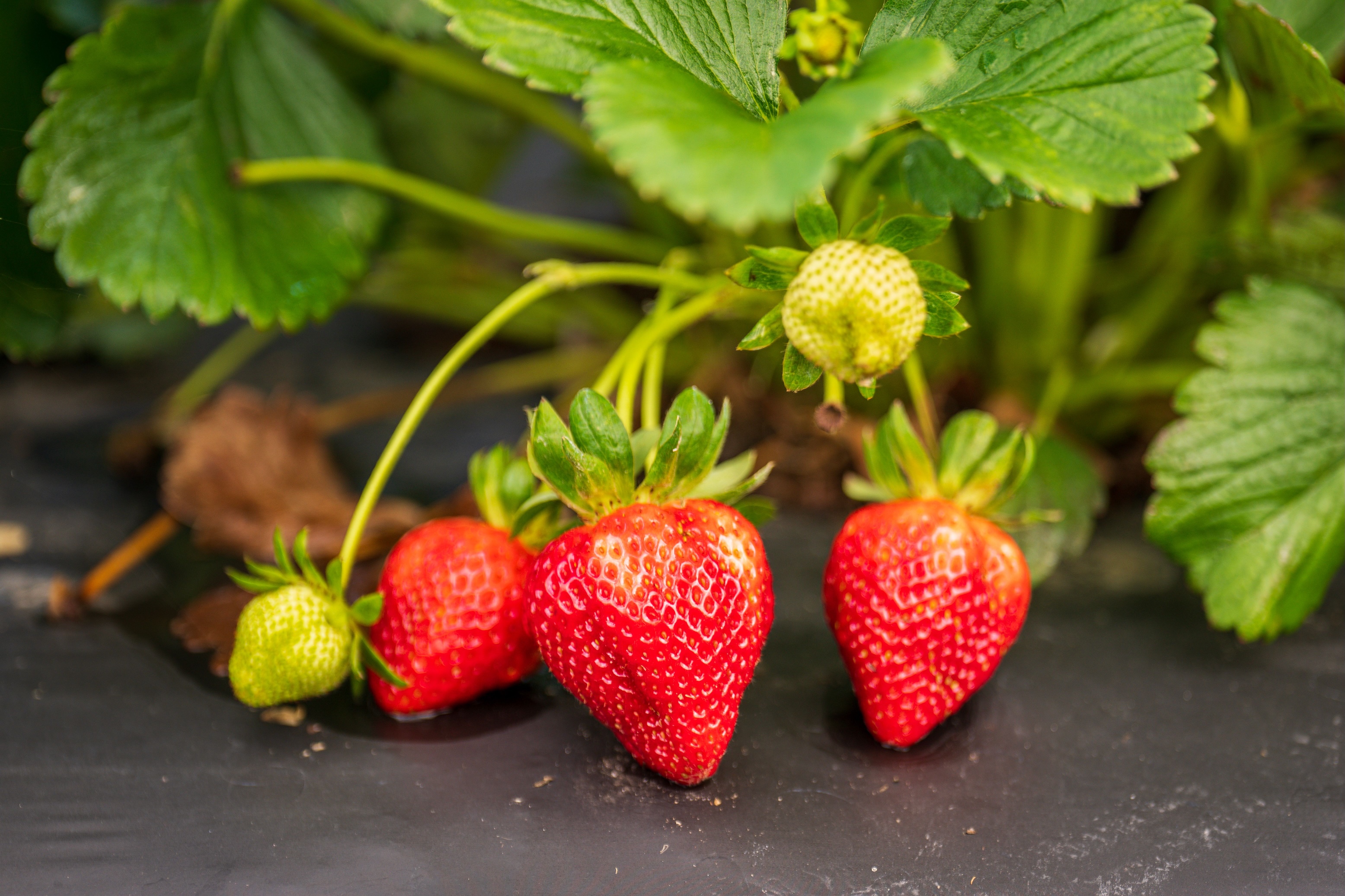 culture fraises formation fruits rouges 